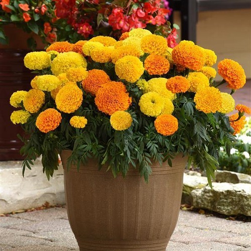 Marigold pot indoor