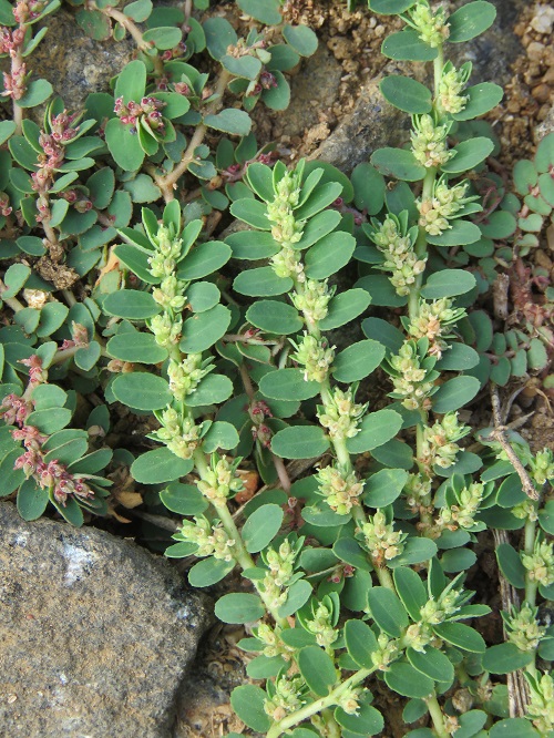 Euphorbia Thymifolia