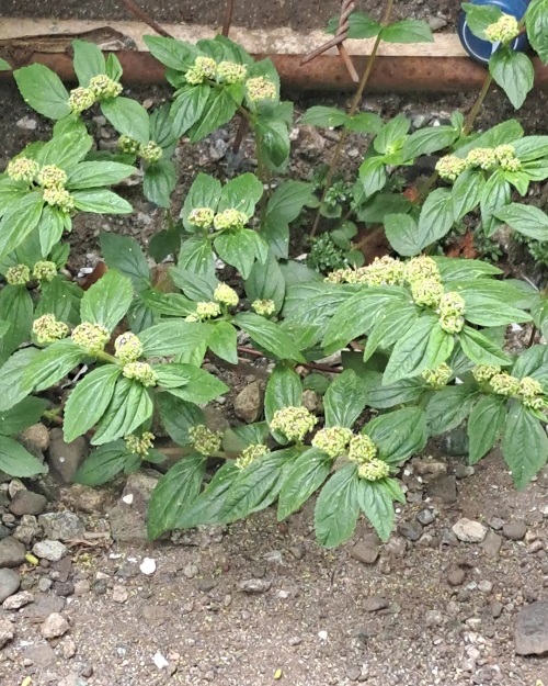 Euphorbia Thymifolia 2