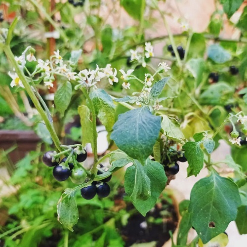 Solanum Nigrum 2