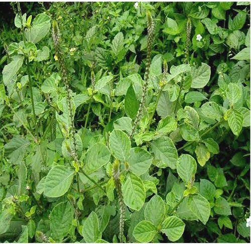 Chirchita plant uses