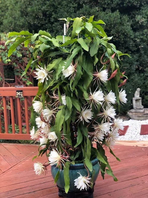 Epiphyllum Oxypetalum