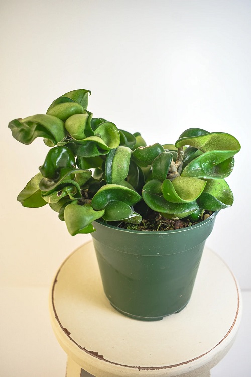 Hoya indoor plant