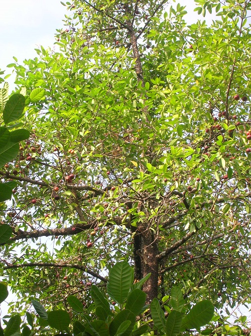 Kokum Plant 
