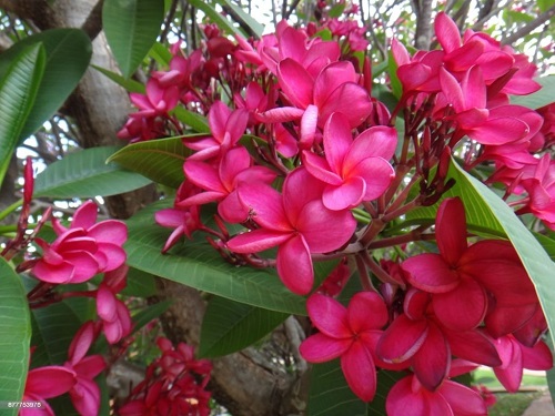 Champa Flowers 2