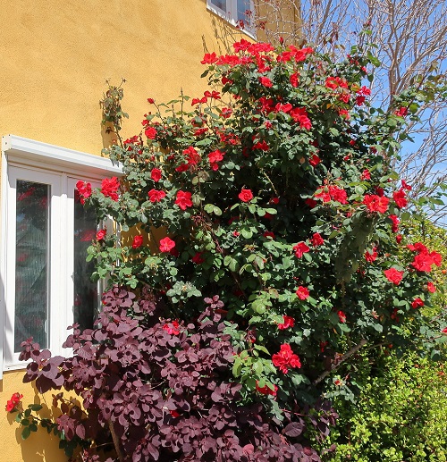 Everything About Growing Climbing Rose Plant in India