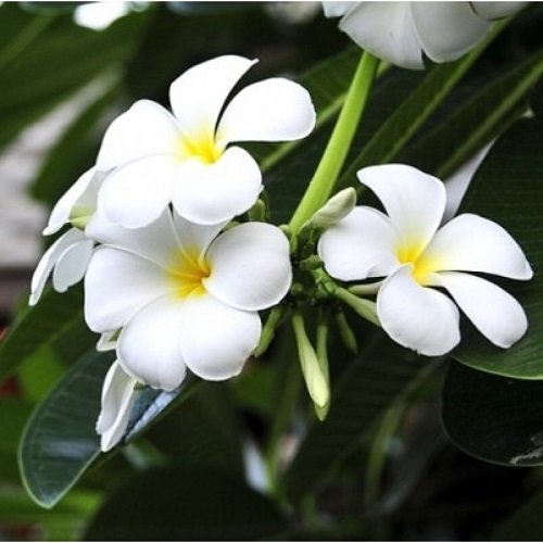 Champa Flowers 1