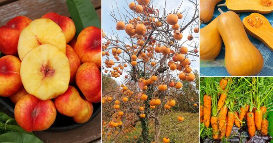 18 Delicious Orange Color Fruits and Vegetables • India Gardening