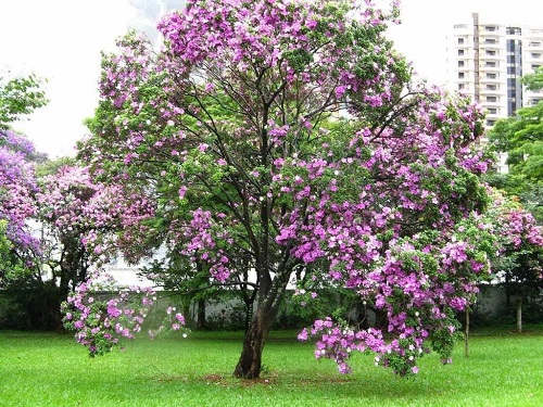 Purple Trees 66