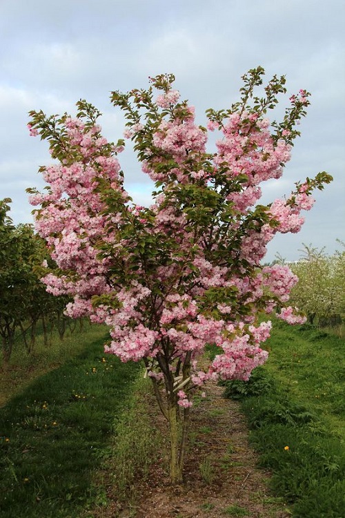 Trees With Pink Flowers