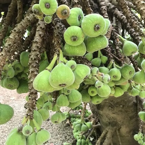 Ficus auriculata 2