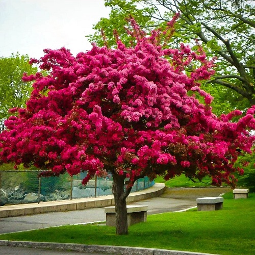 Trees With Pink Flowers 5