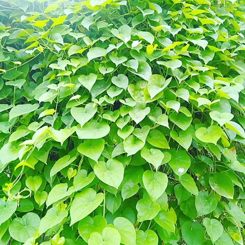 How to Identify Giloy Plant? • India Gardening