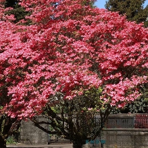 Trees With Pink Flowers 9