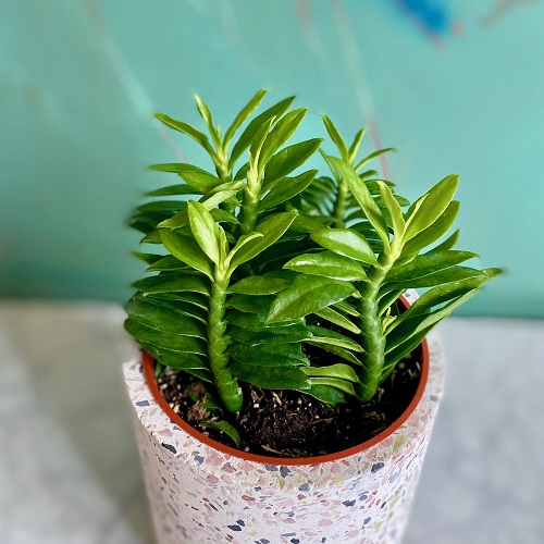 Pedilanthus Plant 2