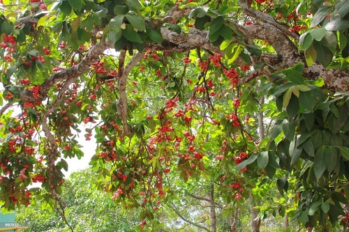 Gulab Jamun Fruit