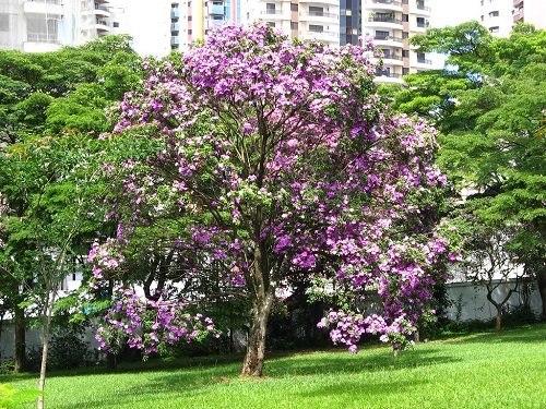 Purple Trees 33