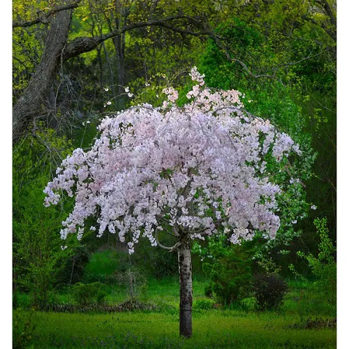 Trees With Pink Flowers 6