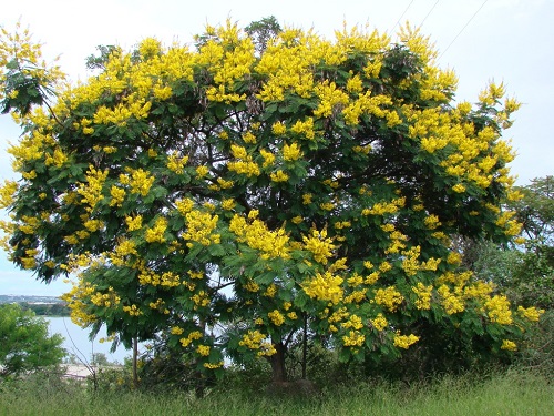 Yellow Gulmohar tree