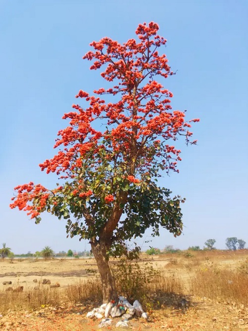 Palash red flowers tree