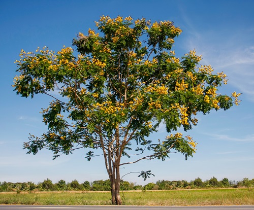 Yellow Gulmohar tree 2