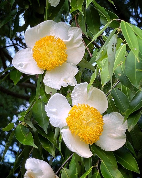 Nagkesar Flower
