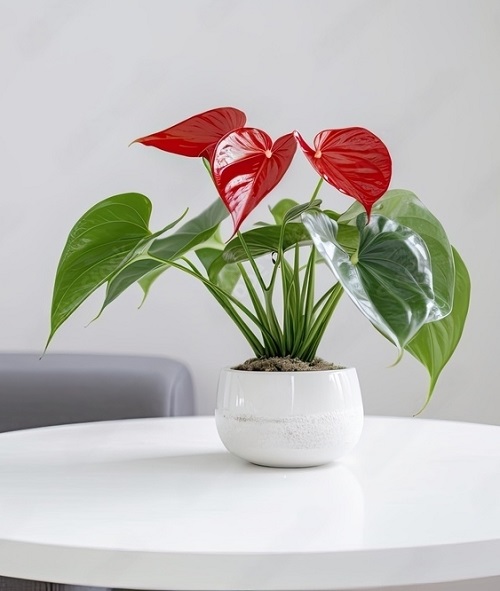 Red Peace Lily 2