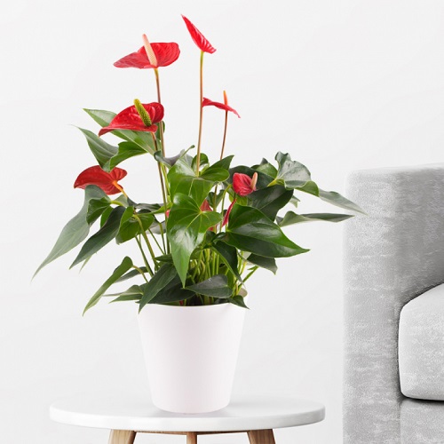 Red Peace Lily Plant