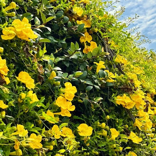 Yellow Flower Creepers 2