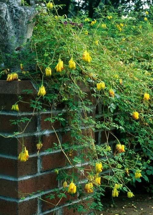 Yellow Flower Creepers 3