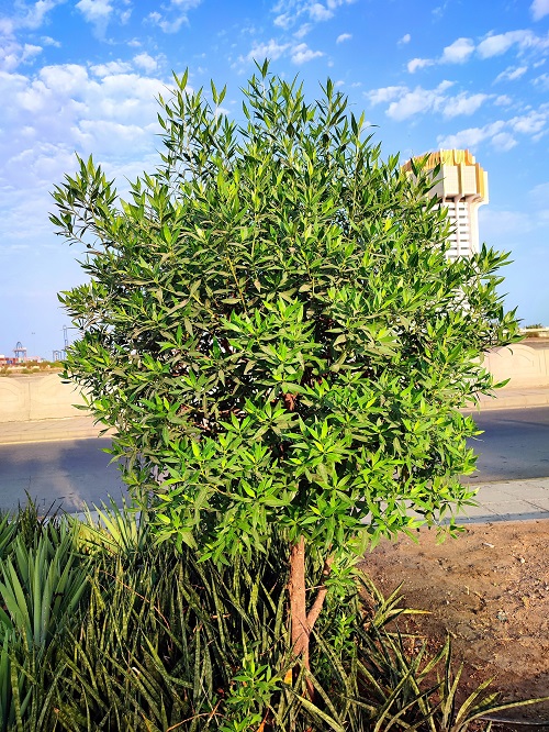 Conocarpus Plant 2