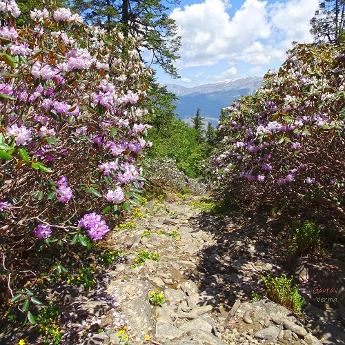 Rhododendron Campanulatum 2