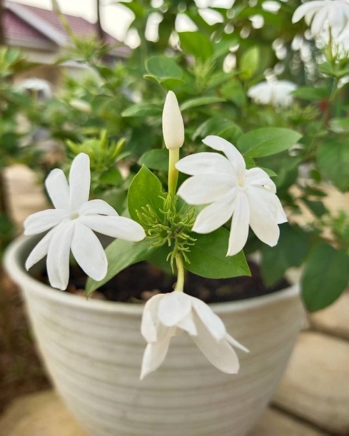 Kunda Flower 2