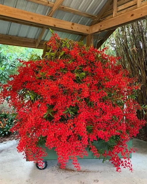 Red Vanda Flower