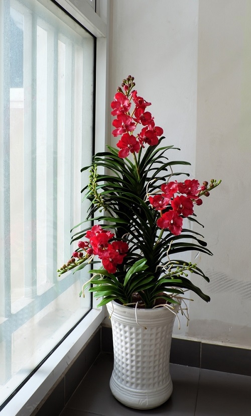 Red Vanda Flower 2