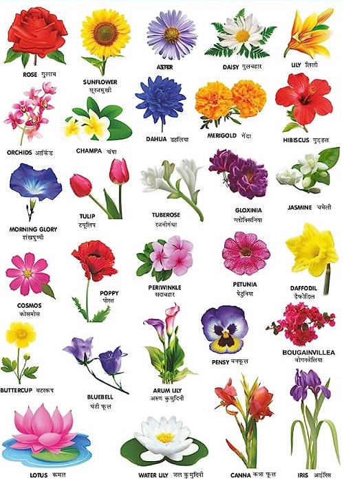 90 Flowers Name In Hindi Flower Chart