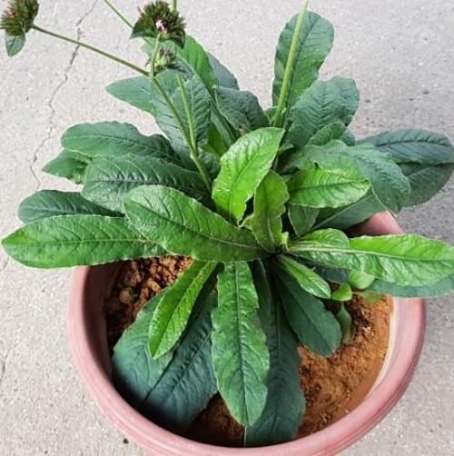 Anachuvadi Plant 