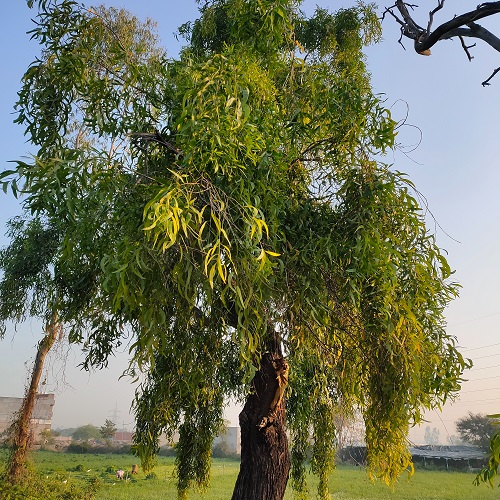 Acacia Auriculiformis 1