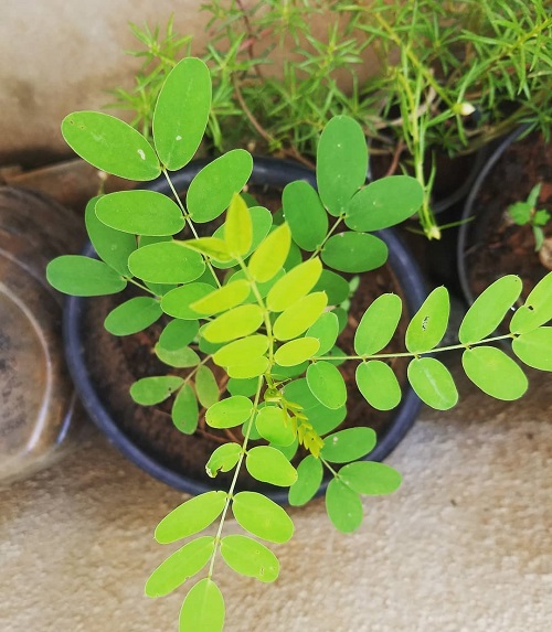 How to Grow Avarampoo Plant 3