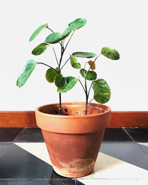 How to Grow Polyscias Scutellaria in India 2