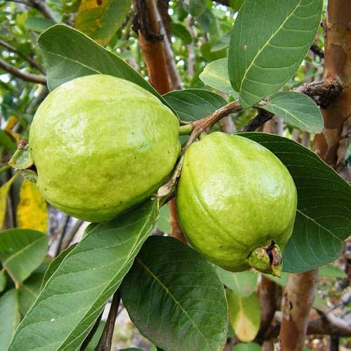 Guava Varieties 9
