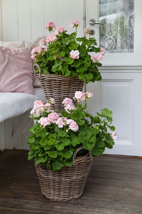 Geraniums in Wicker Flower Baskets