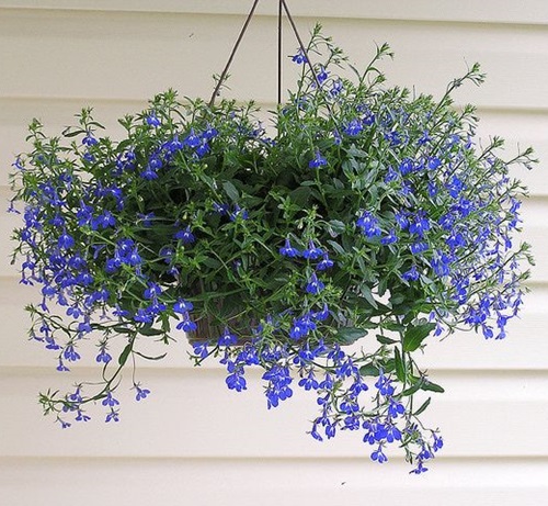 Hanging Flower Basket with Blue Lobelia