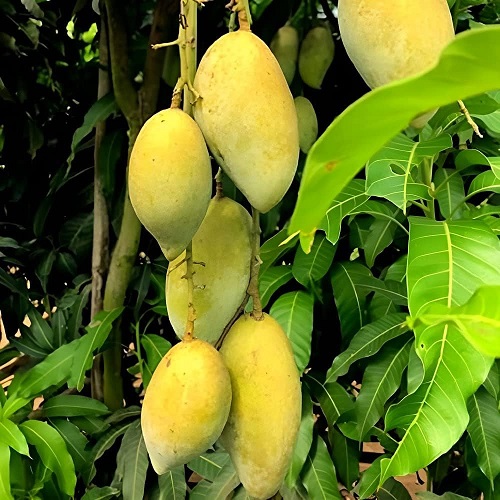 Types of Mangoes in India 9
