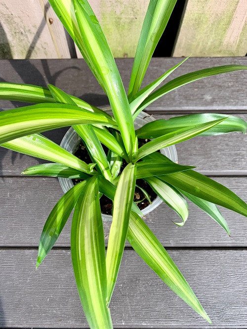 Types of Spider Plants 1