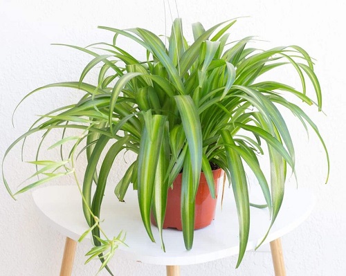 Different Types of Spider Plants