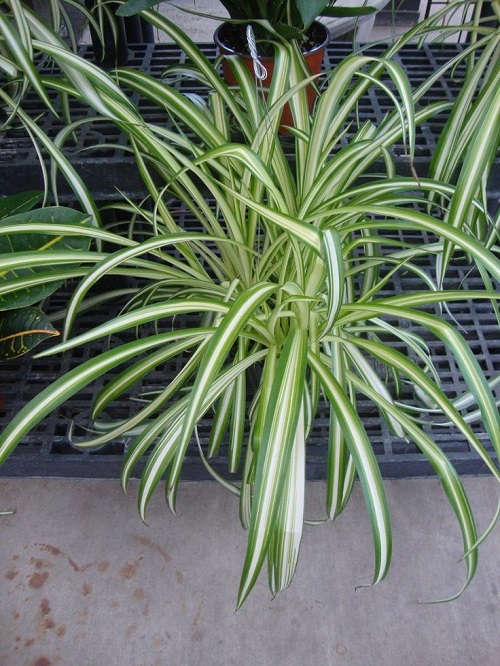 Types of Spider Plants 