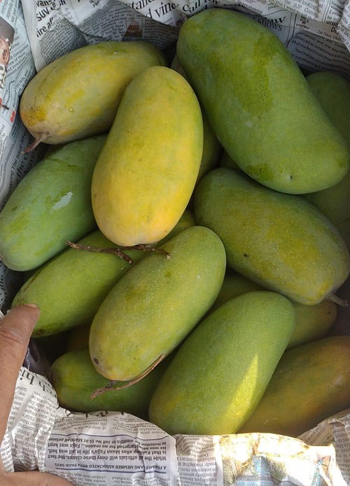 Types of Mangoes in India 3