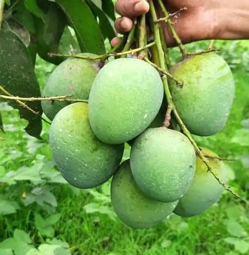 Types of Mangoes in India 5