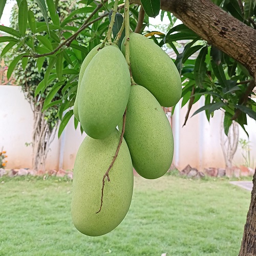 Types of Mangoes in India 11